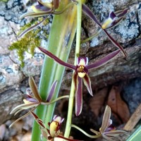Cymbidium bicolor Lindl.